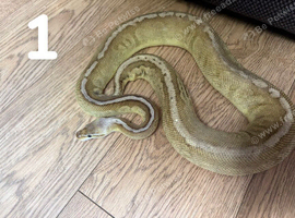 Multiple Royal Pythons For Sale