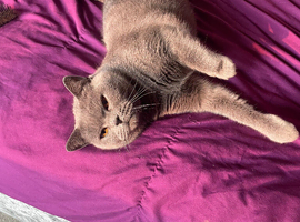 Beautiful Blue British Shorthair