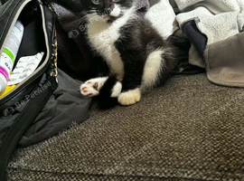 Tuxedo kittens