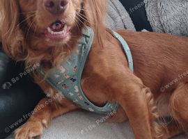 Male cocker spanial dog