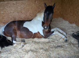 14.3h coloured sport horse Gelding.