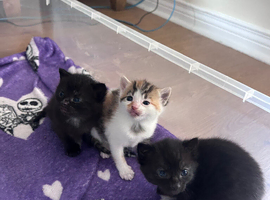 Kittens for Sale