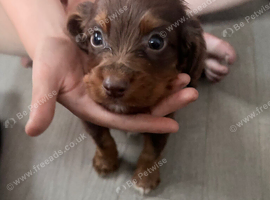 Cocker spaniel puppies