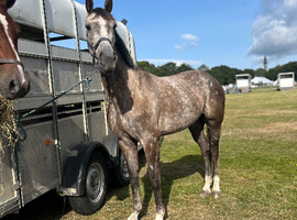 SUPER ATTRACTIVE 15.3/16hh grey AES Warmblood gelding. 6 years old