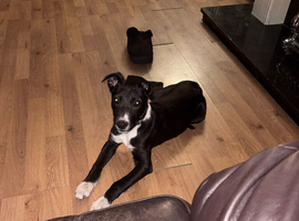 Bull greyhound (pick up only)