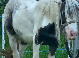 3 year old mini cob