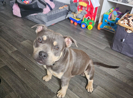Pocket bully male