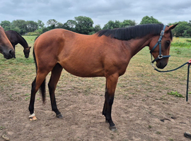 Tb geldings