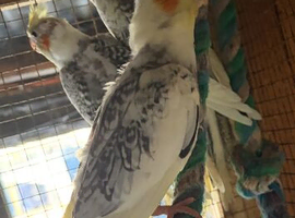 3 cockatiels
