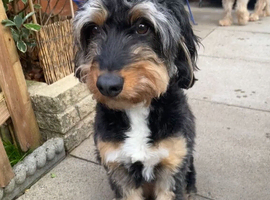 4-Year-Old Female Aussiedoodle - Looking for a Loving Home