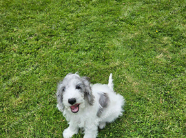 2 cockapoo puppies for sale