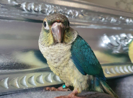 BLACK HEADED TURQUOISE HAND REARED BEAUTIFUL CONURE