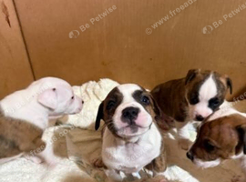 Staffy x Terrier in Walsall Available For Sale