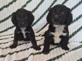 Beautiful cocker spaniel puppies