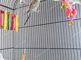 Two girl budgies