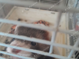 Baby ferret polescat