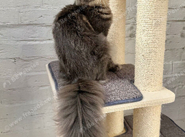TICA full pedigree Maine coon Girls