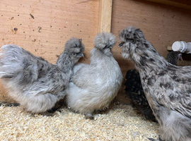 Silkie POL chickens