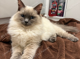Blue point ragdoll