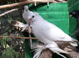 Uzbek pigeons for sale
