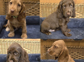 Ready Now Kc Reg Show Type Cocker Spaniels