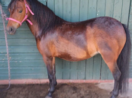 American shetland