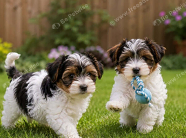 Gorgeous Tiny Biewer Yorkshire Terrier Puppies