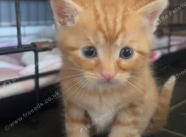 Kittens ready to go ASAP