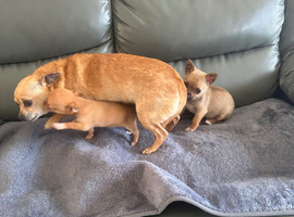 Adorable "Jack Chi" Puppy For Sale &ndash; Jack Russell x Chihuahua Mix