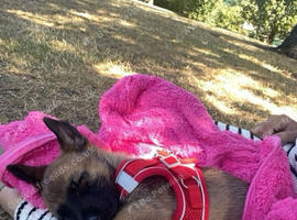 Belgian x Dutch shepherd