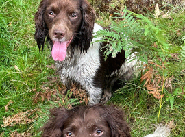 Kc registered English springer spaniel pups