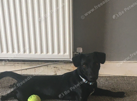 6 month old  patter-dale boy dog for sale