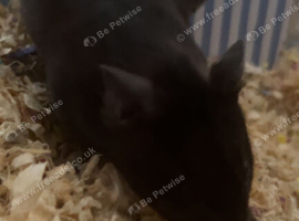 6 months old Black syrian hamster