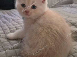 Chinchilla Kittens and Cats for sale in Winterbourne | Freeads Pets