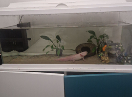 Axolotl