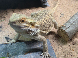 Female bearded dragon and viv