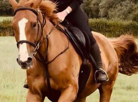 Loving home sought for our chunky TB