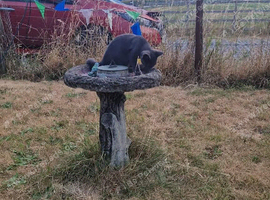 Kitten for sale