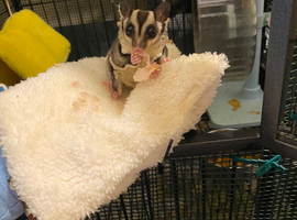 Male and female sugar gliders 5 months