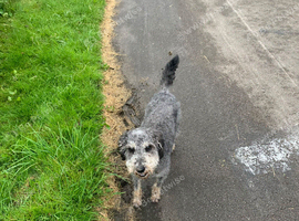 Bedlington terrier