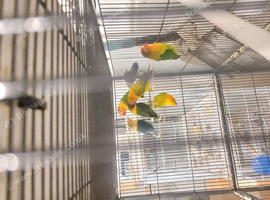 Lovebirds