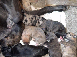Lurcher dogs for sale in doncaster