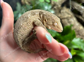 Leachianus - Leachie gecko with full set up