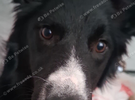 Border collie