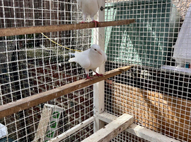 Afghan pigeon (plz read description first)
