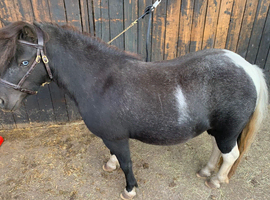 Hermits Gracie-May SPSBS Registered 4year old Mare