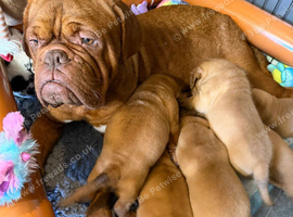 KC Registered Dogue de Bordeaux pups with champions