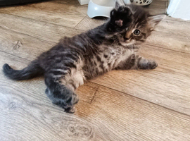 Maine cook kittens available..