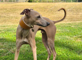 Italian greyhound for stud