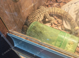 Black and white tegu
